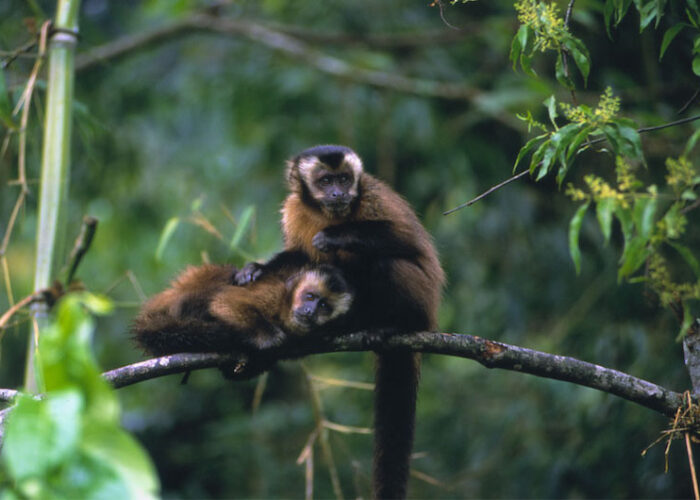 Peru Jungle Trips