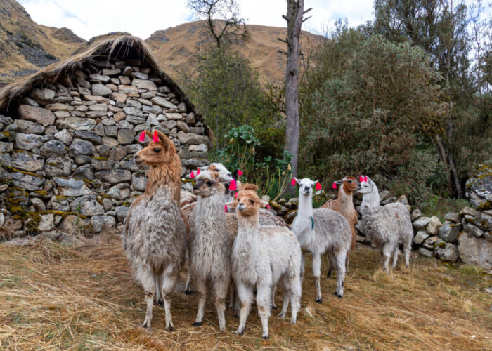 andean_dromedaries