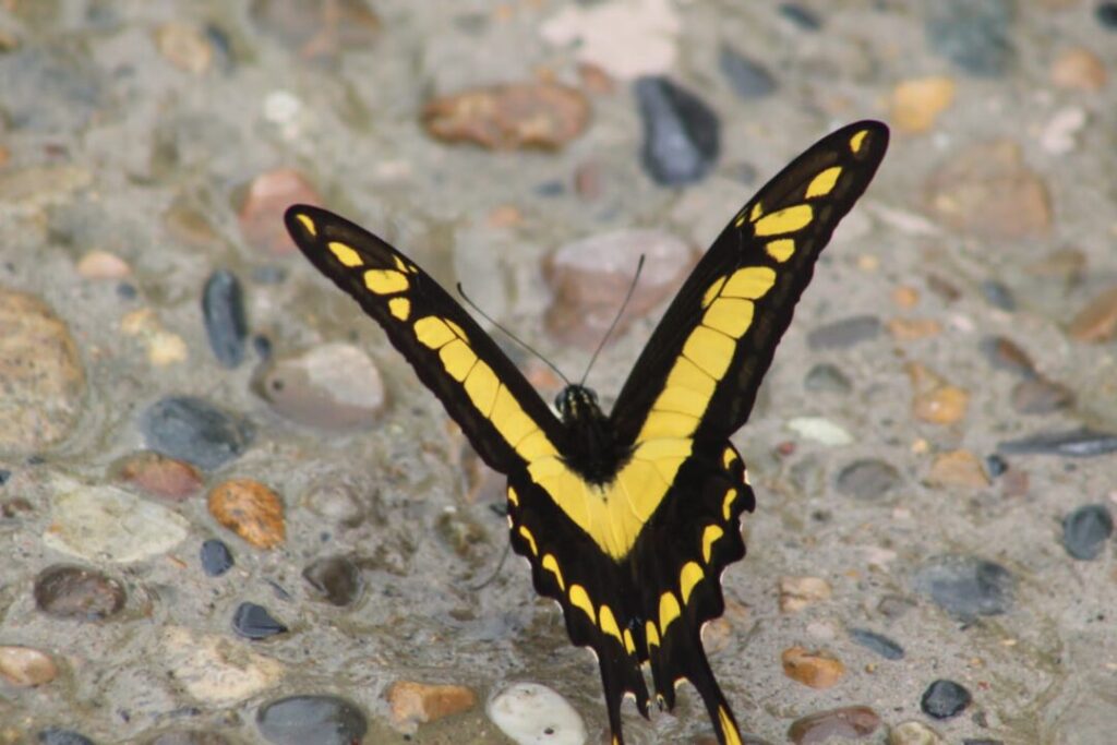 A yellow butterfly found in Manu.