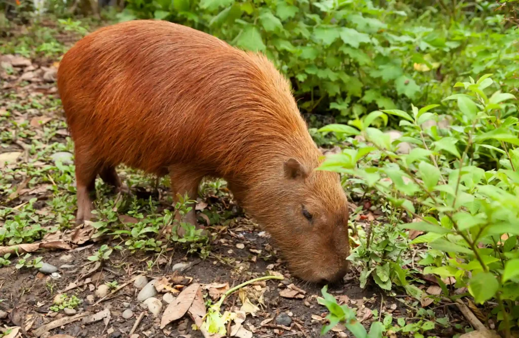 A capybara feeding itself from the many plants scattered in the Amazon's ground.