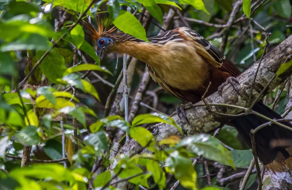 The hoatzin is a particular specie that is said to remain in the Amazon since prehistoric times.