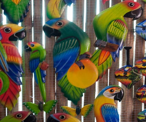 Iquitos Jungle Tours - Iquitos Rainforest 3
