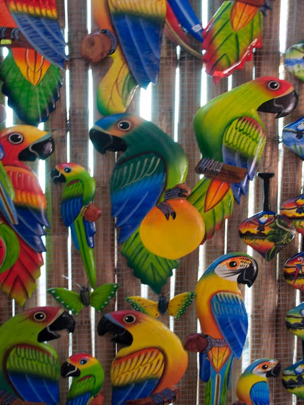 Iquitos Jungle Tours - Iquitos Rainforest 3
