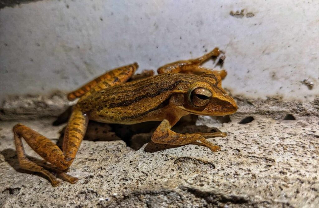 A yellow amphibian atop a small rock.