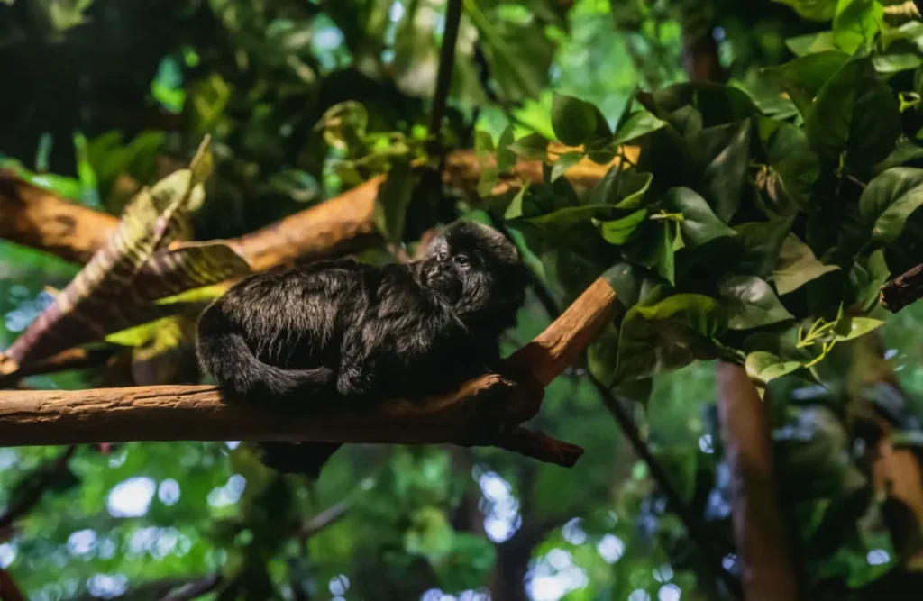 Goeldi's monkey is one of the species found in the Monkey Island.