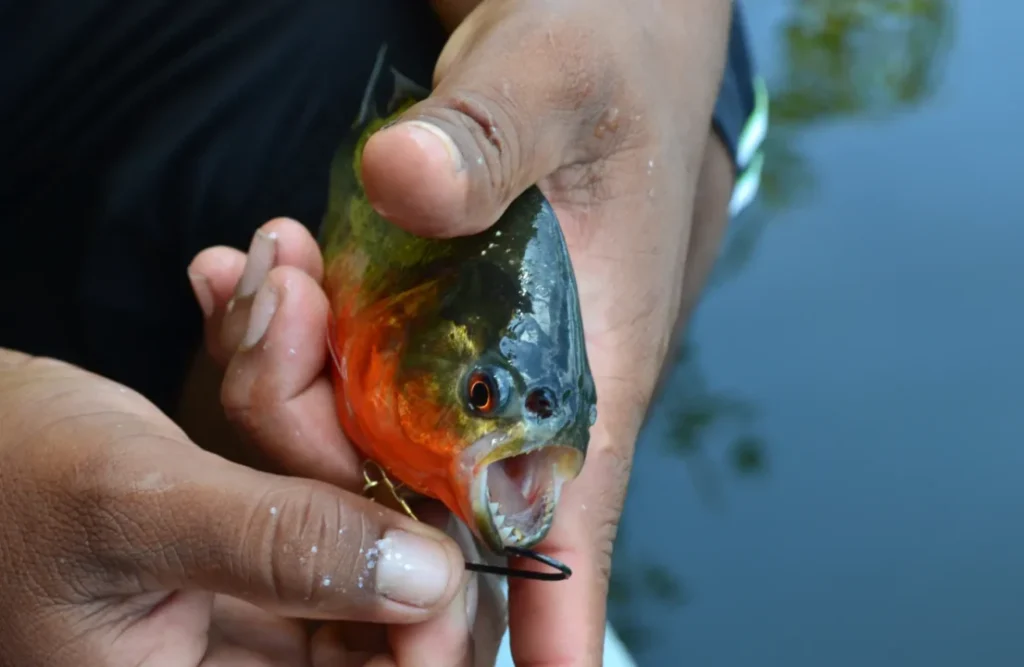 A hooked piranha held by a fisher's hand.