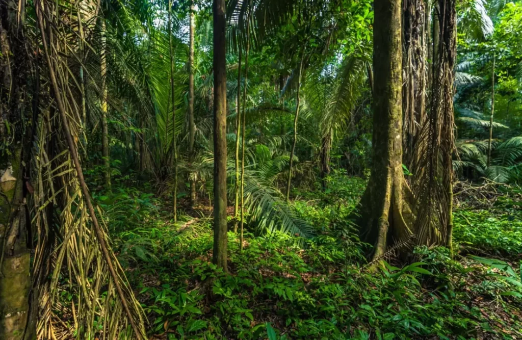 Peru Tambopata National Reserve is engulfed by the Amazon's jungle