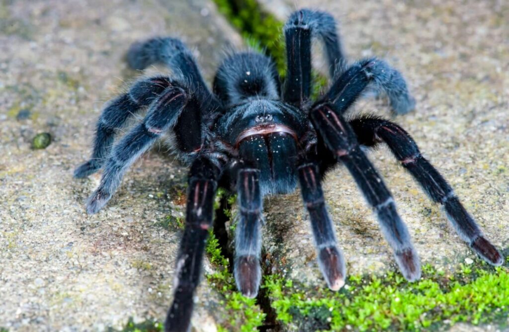 A roaming Tambopata black spider.