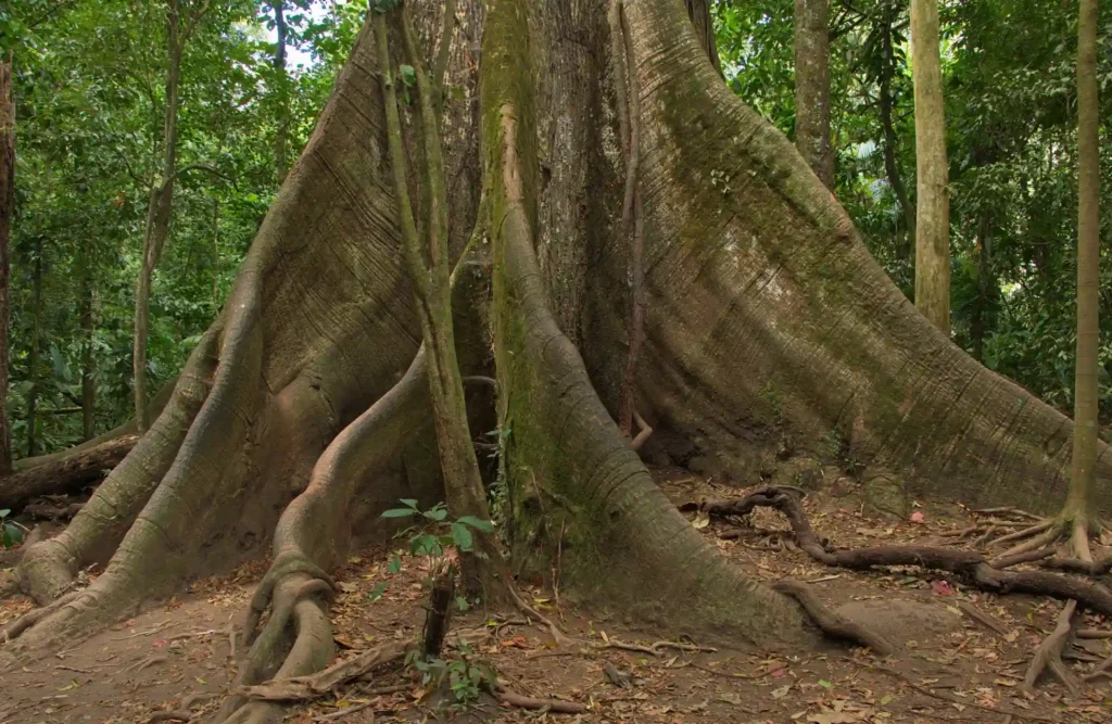 The ceiba tree is known for its impressive height, which can reach over 25 meters.