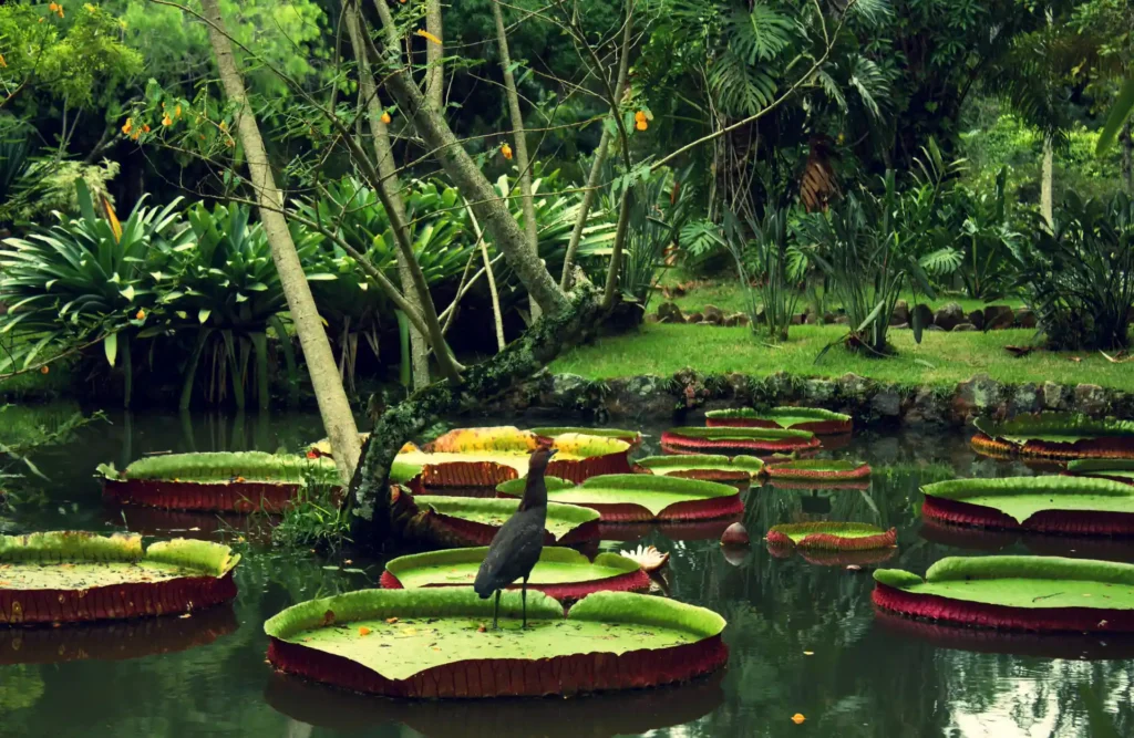 Many victoria regias floating over a Iquitos's body of water.
