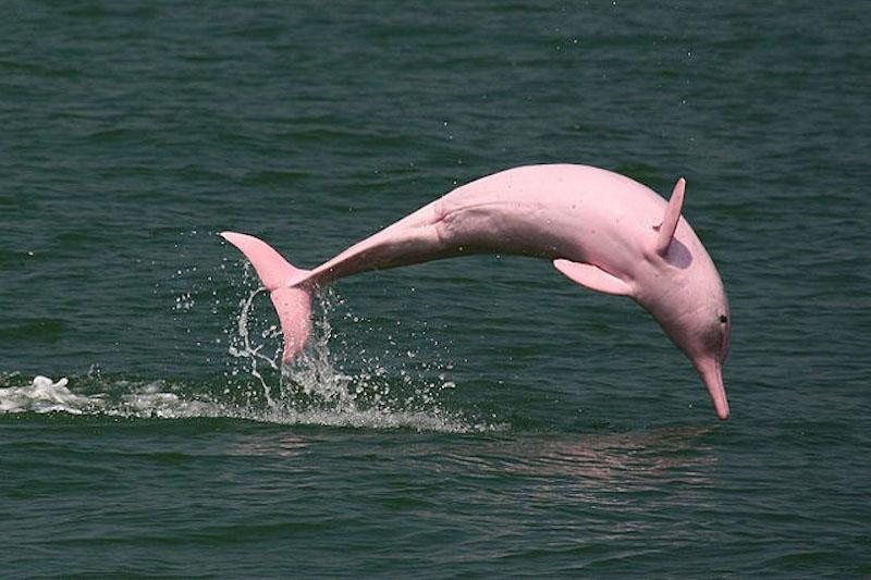 Amazon Pink River Dolphin