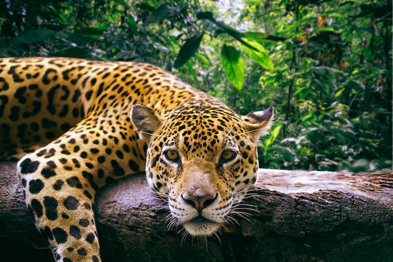 Jaguar in the rainforest