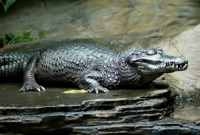 Animals in the Peruvian Amazon Rainforest