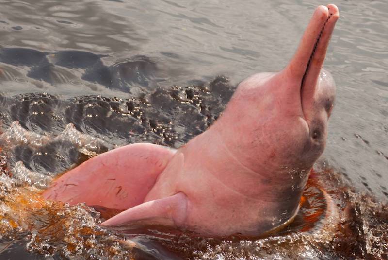 Amazon Pink River Dolphin