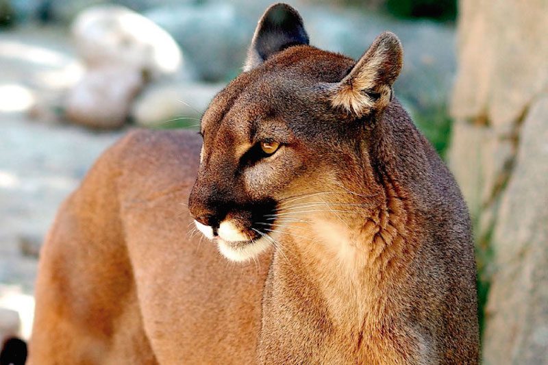 Animals in the Peruvian Amazon Rainforest