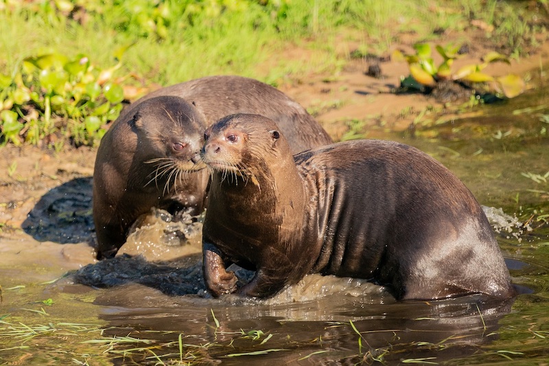 Animals in the Peruvian Amazon Rainforest