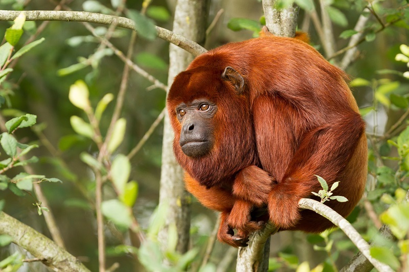 Animals in the Peruvian Amazon Rainforest