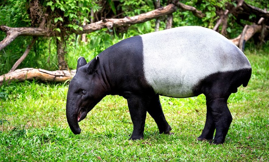 Animals in the Peruvian Amazon Rainforest