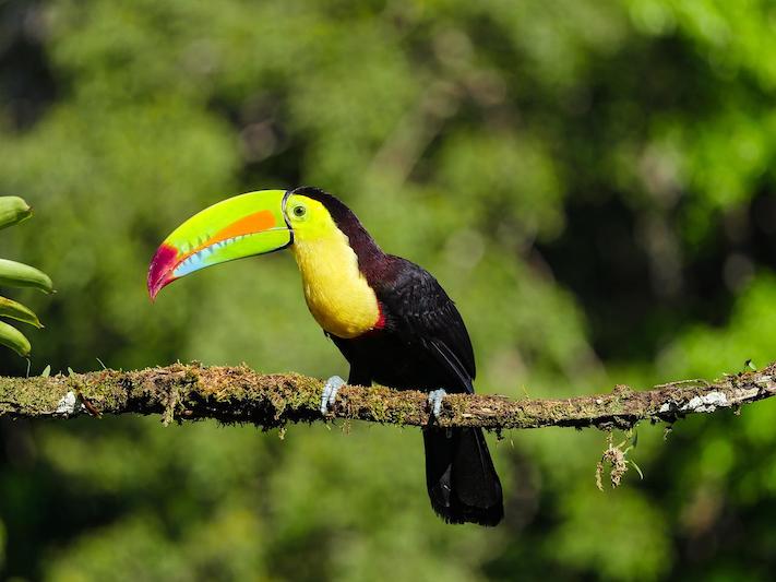 Animals in the Peruvian Amazon Rainforest