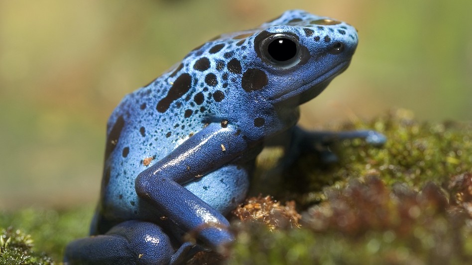 Animals in the Peruvian Amazon Rainforest