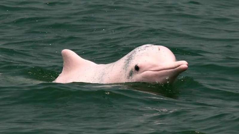 Amazon Pink River Dolphin