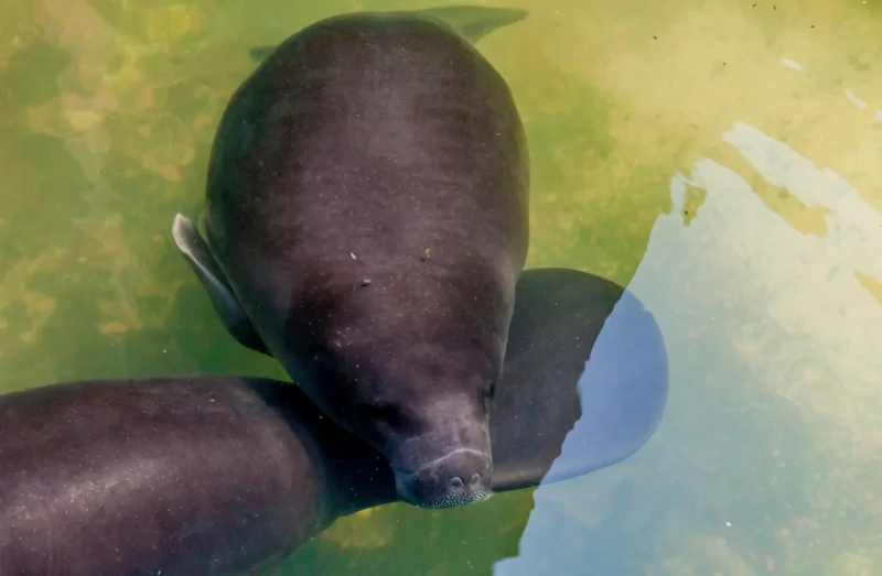 Iquitos manatee