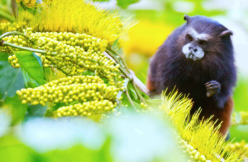 Tambopata National Reserve