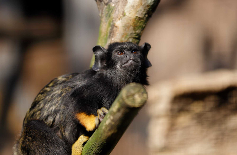 Amazon rainforest monkey