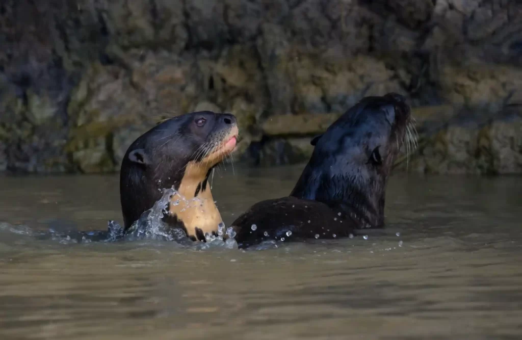 A couple of otters swim by the Amazon