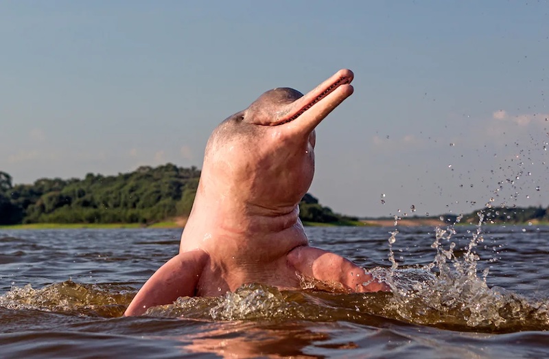 A pink river dolphin surfaces from the river's waters