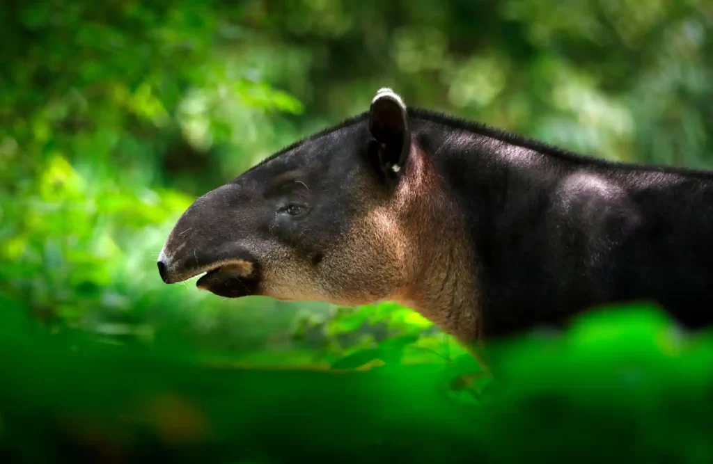 A tapir amidst the rainforest