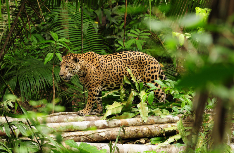 Weather in the Amazon