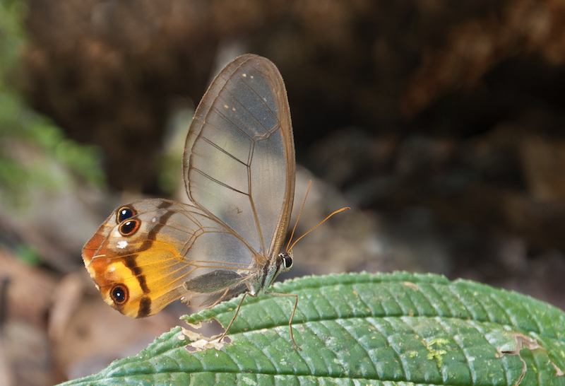 butterflies in Peru