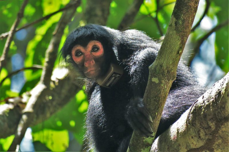 Monkeys of the Peruvian Amazon Rainforest 