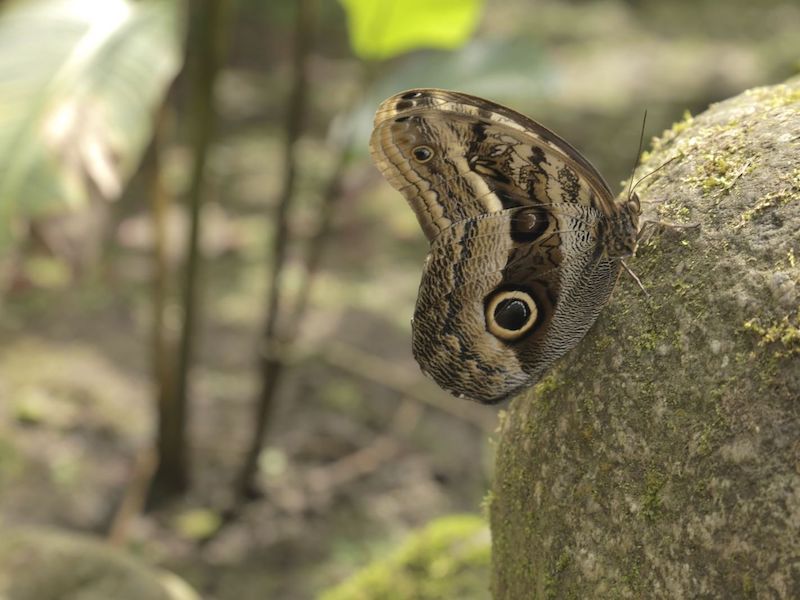 butterflies in Peru