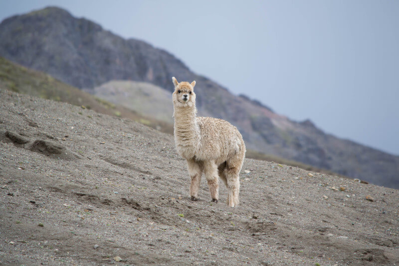 Machu Picchu Animals