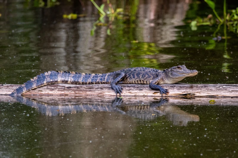 What To Expect from Manu National Park Tours?