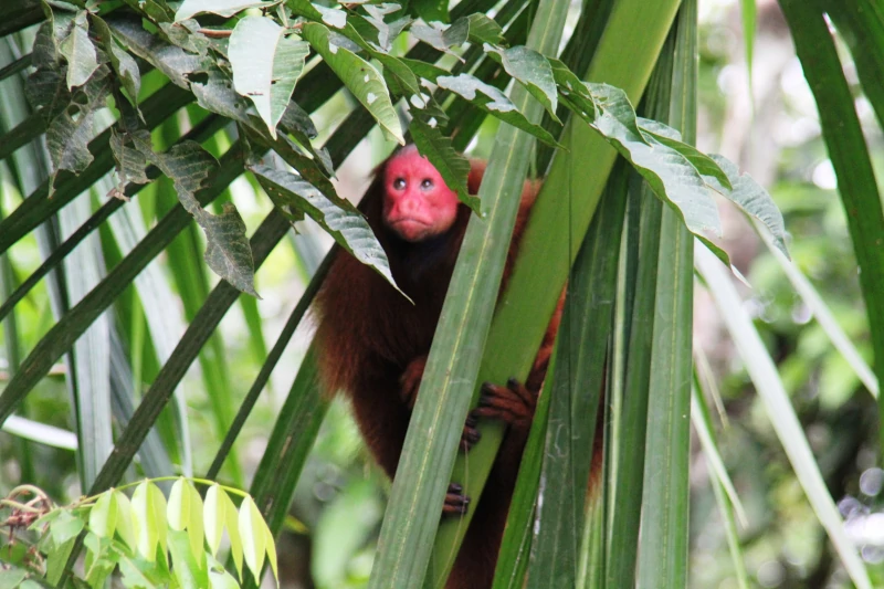 The Best Time To Visit Iquitos, Peru