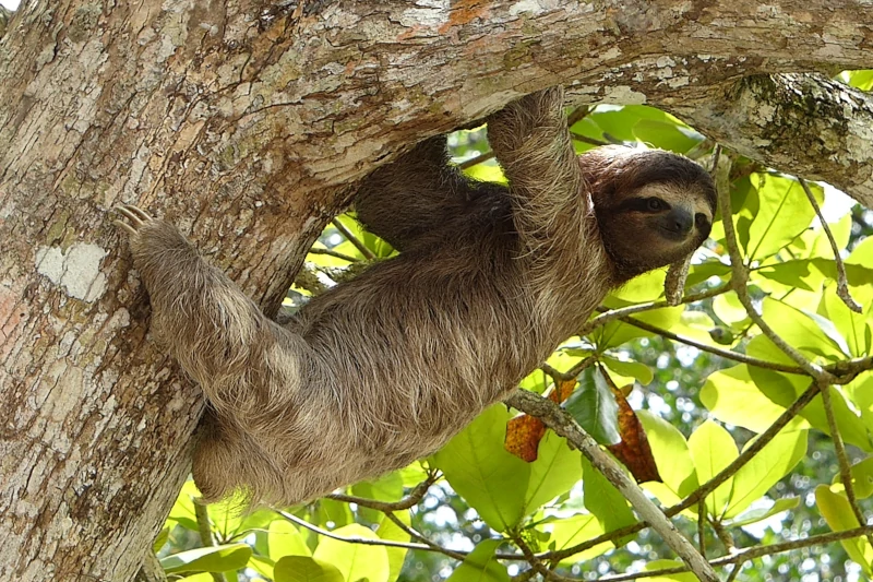 Iquitos: Allpahuayo-Mishana National Reserve Wildlife Tour