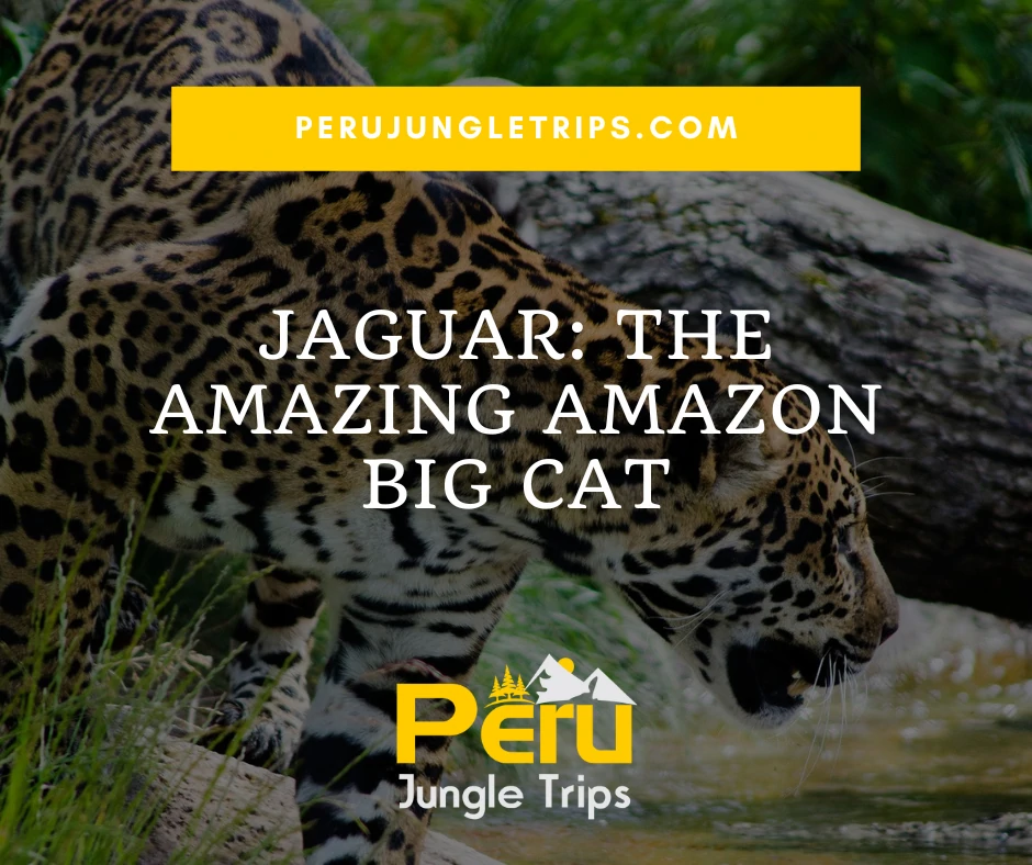 Jaguar: The Amazing Amazon Big Cat