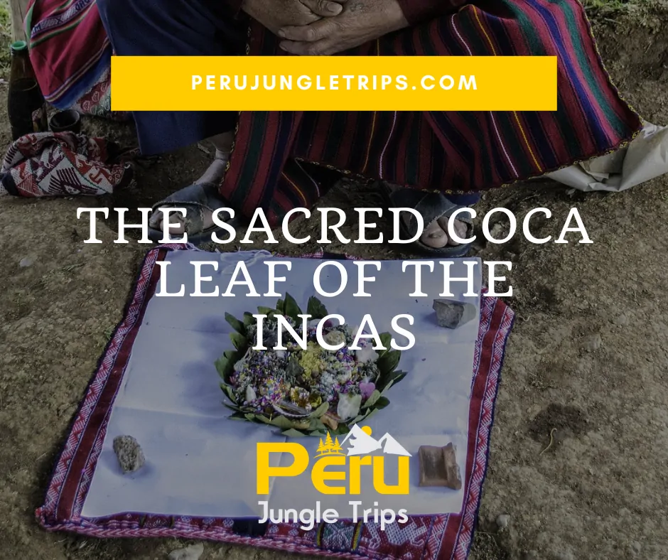 The Sacred Coca Leaf of the Incas