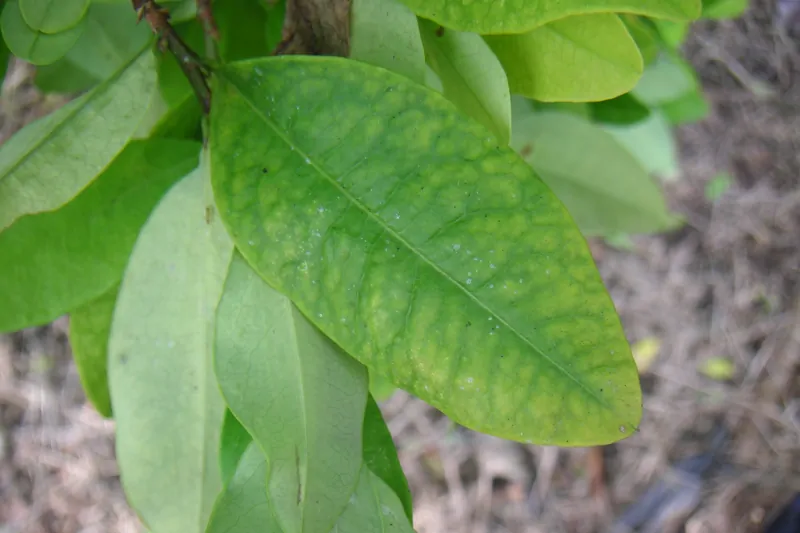 The Sacred Coca Leaf of the Incas