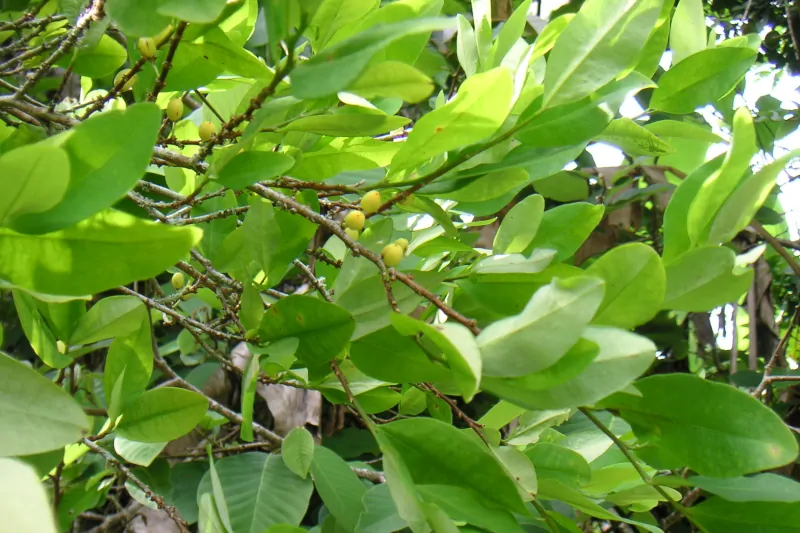 The Sacred Coca Leaf of the Incas