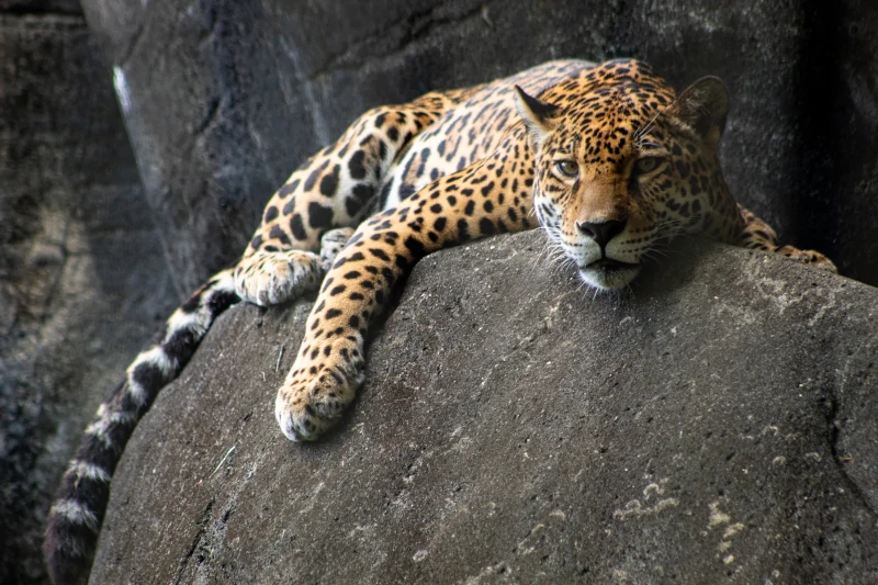 Jaguar: The Amazing Amazon Big Cat