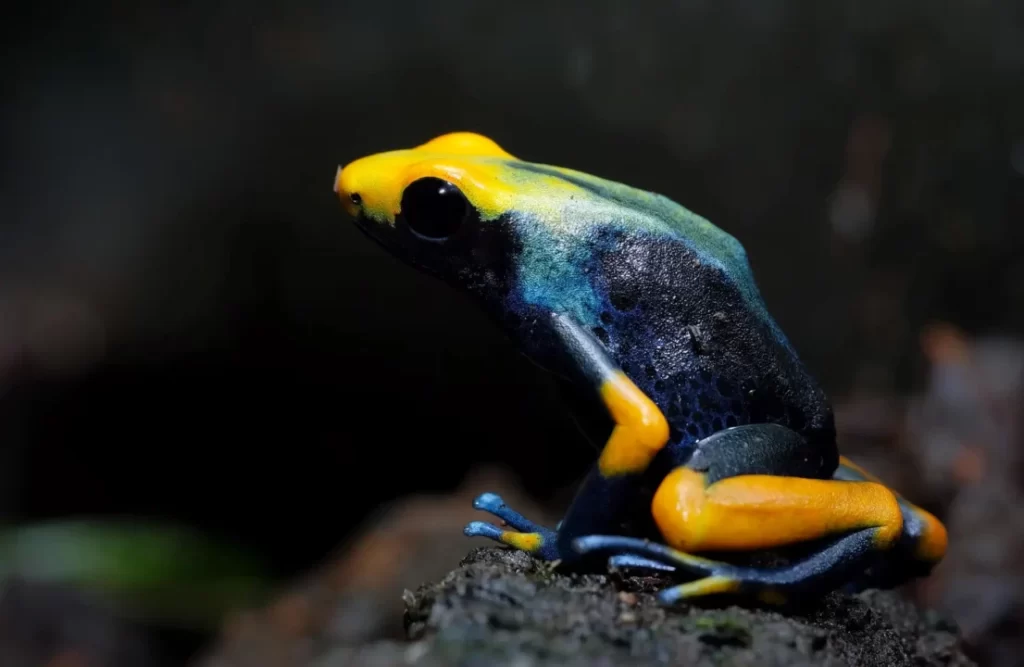 dendrobates