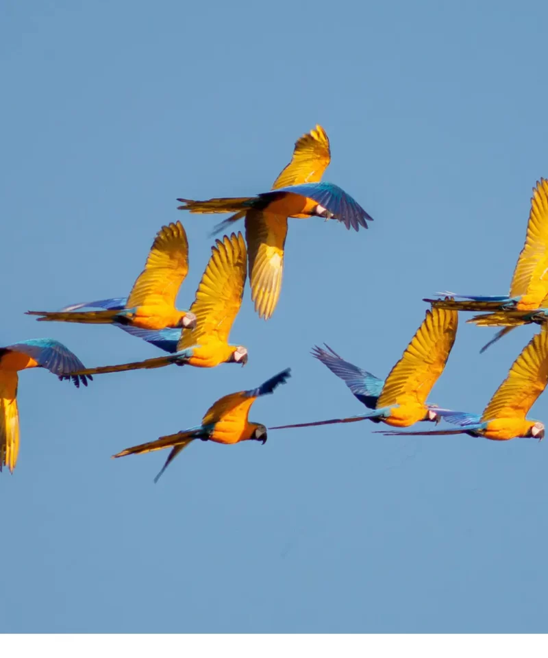 A flock of macaws