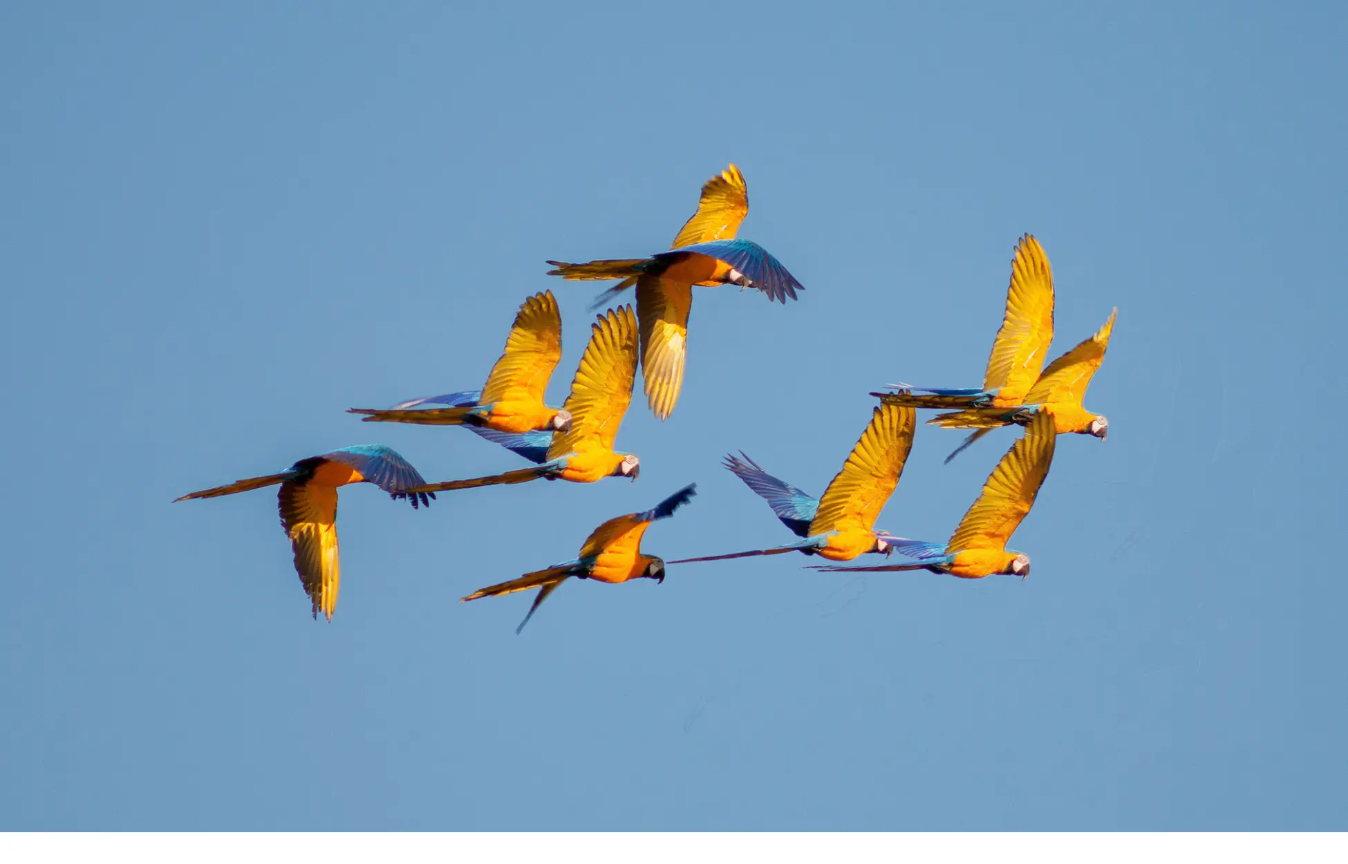 A flock of macaws