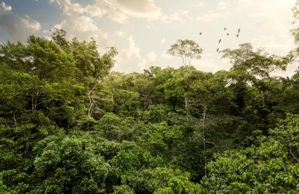 Collpa_chuncho_rainforest