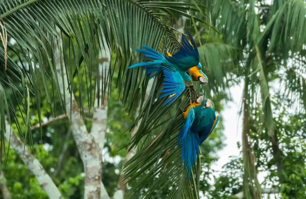 Collpa Chuncho macaws