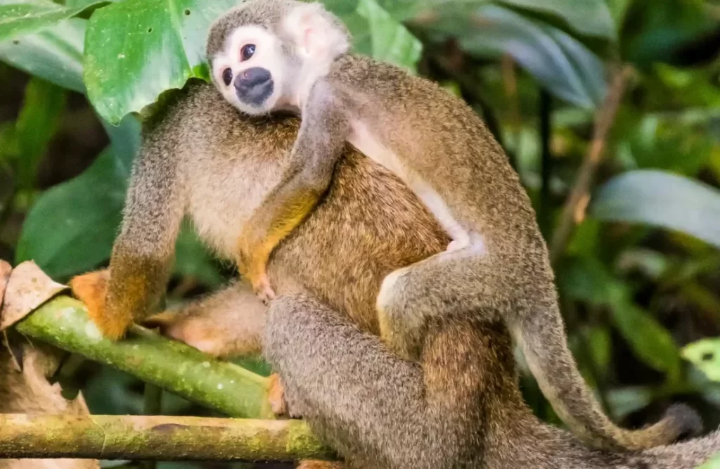 A monkey breeding sticks to his mother's back as she goes her way in the monkey Island Peru